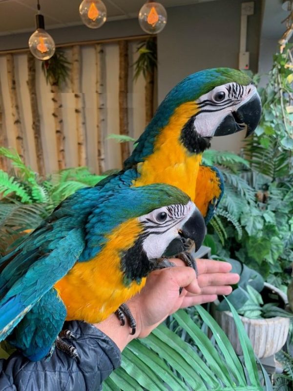 Axis & Max ara arouana macaw male and female 7 months old for rehoming.