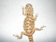 ~~~Baby Chameleons & Bearded Dragons~~~ 