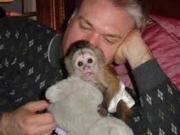 Male and female capuchin monkeys for adoption