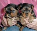 Gorgeous Xmass tea cup Yorkie puppies remaining for free adoption, Male and Female
