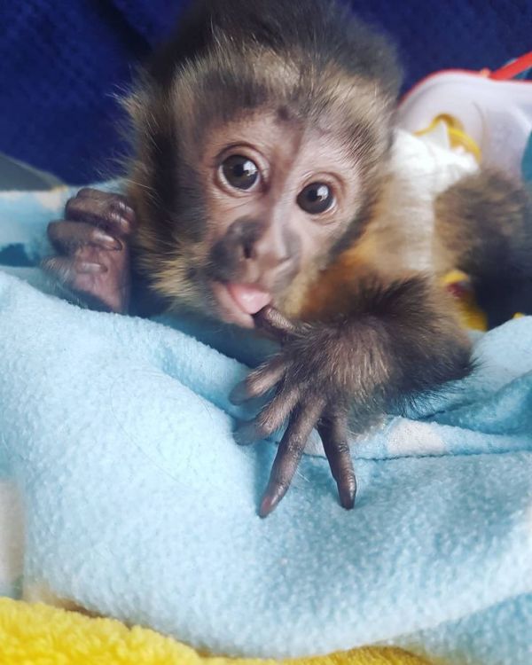 Squirrel monkeys, Capuchin monkeys, Spider monkeys,  Marmosets available