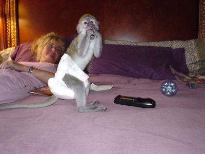 Adorable baby capuchin monkeys for adoption