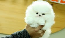 Two Good Looking Pomeranian Puppies...Call (347) 480-7238