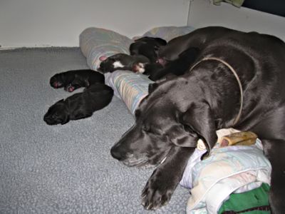 Great Dane puppies for sale
