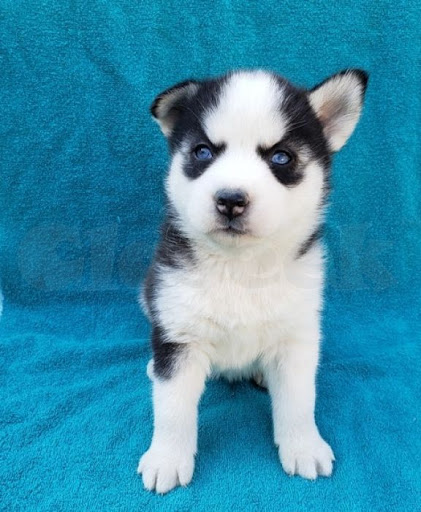 Siberian Husky puppies available