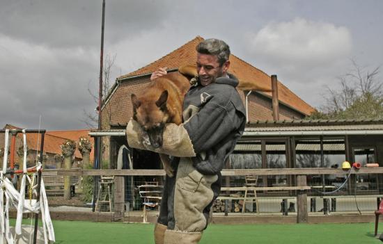 Belgian Shepherd Malinois