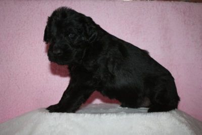 Black Russian Terrier