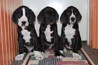 Great Dane Puppies now for new homes