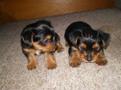 AKC Cute Yorkie Puppies For adoption