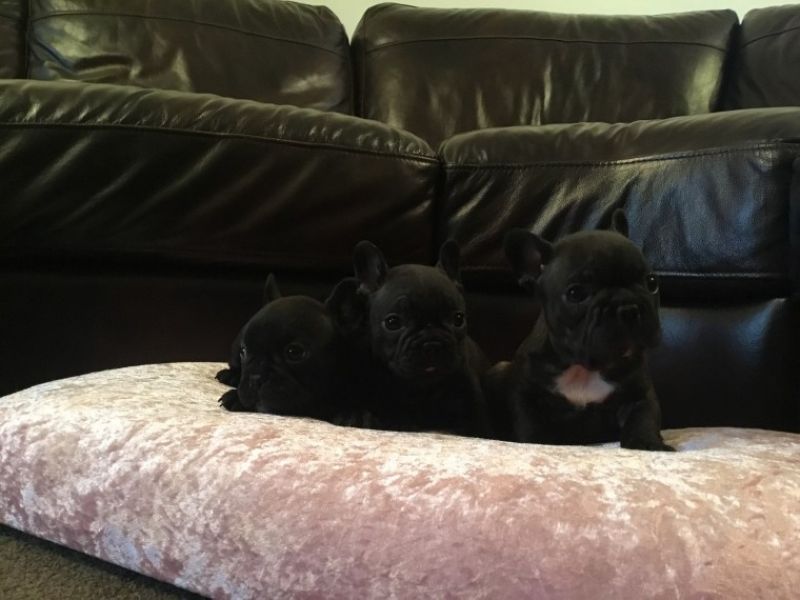 Quality awesome french bulldog puppies for sale Text 443-563-1239