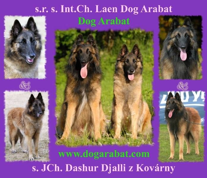 Belgian Shepherd Tervuren puppy litters Q + R