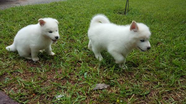 Siberian Husky Puppies for Sale Text Me At (313) 335-9476