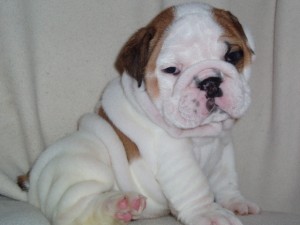 Healthy X-mas english bulldog