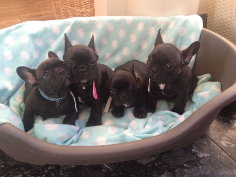 Superb Blue Pied French Bulldog Puppies