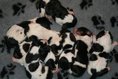 Purebred Basset Hound puppies