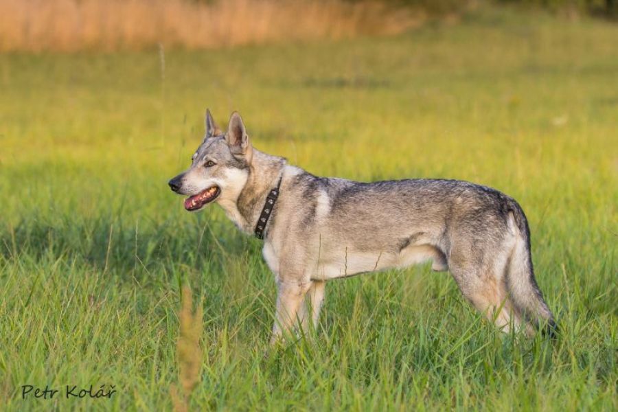Czechoslovakian Wolfdog with pedigree