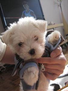 tiny toy maltese puppies