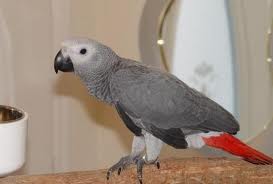 Adorable Maccaw and Hawk Headed Parrots available