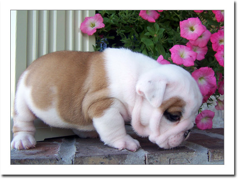 AKC english bulldog puppies available.