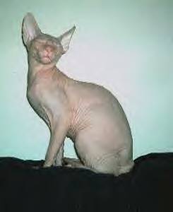 HAIRLESS Don Sphynx and Peterbald KITTENS