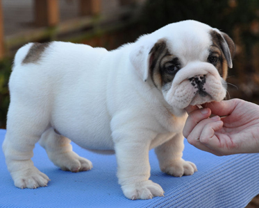 FREE English bulldog puppies for adoption.