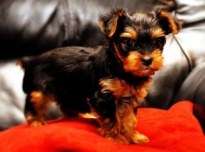 heathy yorkie puppies for free adoption