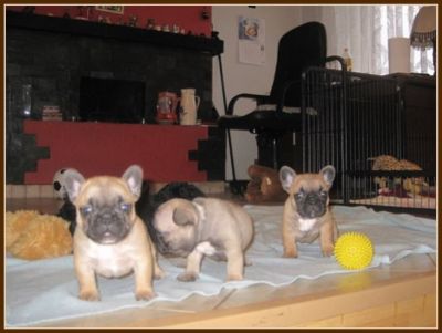Charming French Bulldog pups, male only