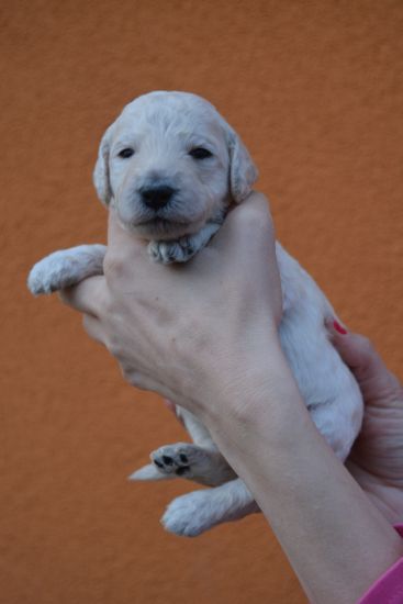 Royal Standard Poodle white with pedigree