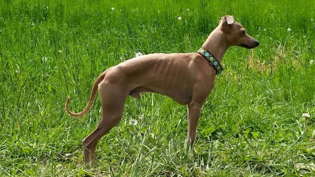 Italian Greyhound beautiful puppies with pedigree