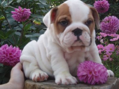 Adorable English Bulldog Puppies for adoption