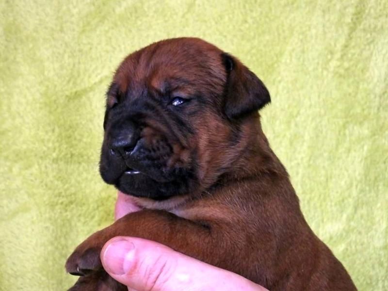 Tosa Inu puppies with pedigree