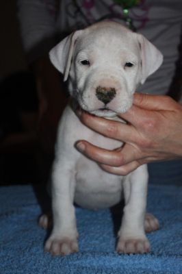 Dogo Argentino - puppies for sale from top quality breeding