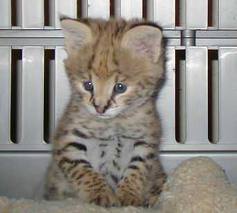 SAVANNAH F6 KITTENS FOR SALE