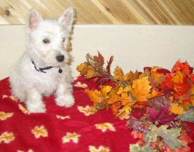 west highland terrier, west highland terriers, westie