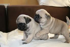 Adorable 14 Weeks Pug Puppies