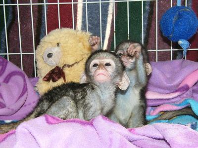 Cute and Adorable capuchine monkeys For Adoption…(brendamoorgan[at]yahoo.com)