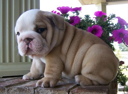 AFFECTIONATE ENGLISH BULLDOG PUPPIES (469) 202-6046