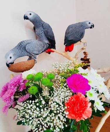 Tamed & Hand-Raised Parrots for sale