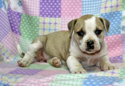 American Bulldog Puppies for Sale