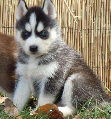 HUSKY PUPPIES FOR ADOPTION