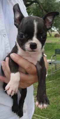 Our boston terrier puppies are for sale