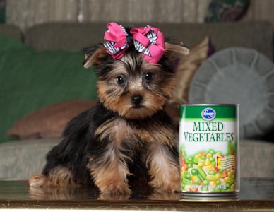 YORKIE PUPPIES FOR ADOPTION
