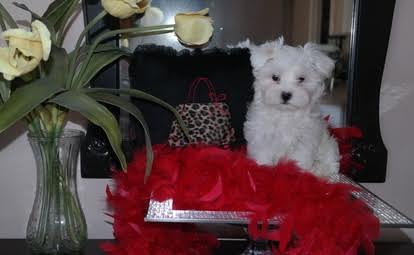 Gorgeous boy and girl Maltese puppies for sale