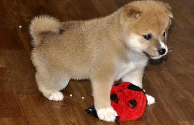 AKC Reg, shiba inu  puppieood home for g