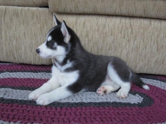 Pure Breed Siberian Husky Puppies.