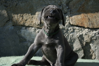 Great Dane Blue Puppies