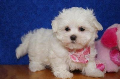 Show and Pet Quality Maltese Puppies.