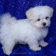 Adorable Teacup Maltese Puppies For Free Adoption