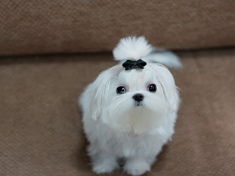 Champion Tea Cup Maltese Male and Female for SALE