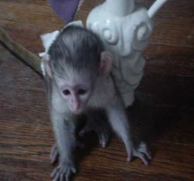 Two Baby Capuchin Monkeys Available